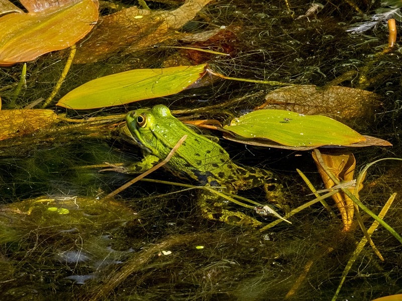 Edible Frog - Frogs and toads