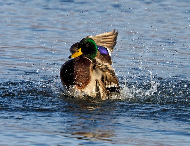 Mallard - Dabbling ducks