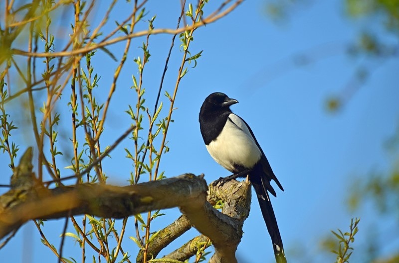 Magpie - Crows