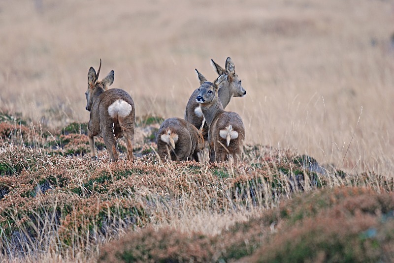 Roe Deer - Roe Deer