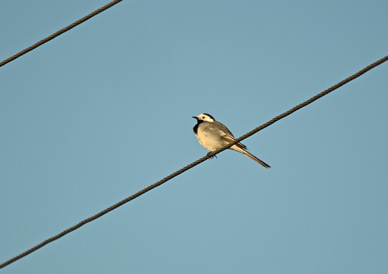 White Wagtail - Estonia