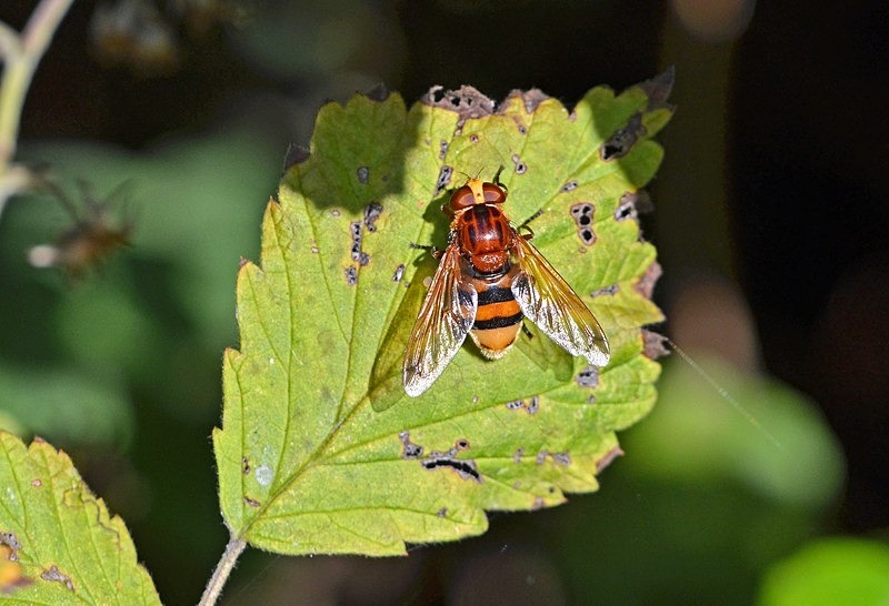 Hornet Mimic Hoverfly - Insects, beetles, spiders, etc.