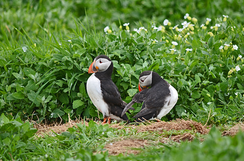 Puffins - Puffins