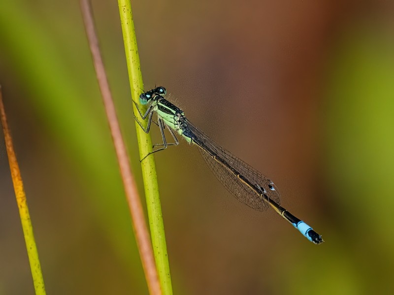 Blue-tailed Damselfly - Dragonflies and damselflies