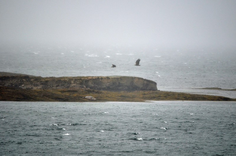 White-tailed Eagles - Birds of prey