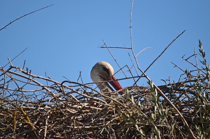 White Stork - South and west Spain - April and May 2012