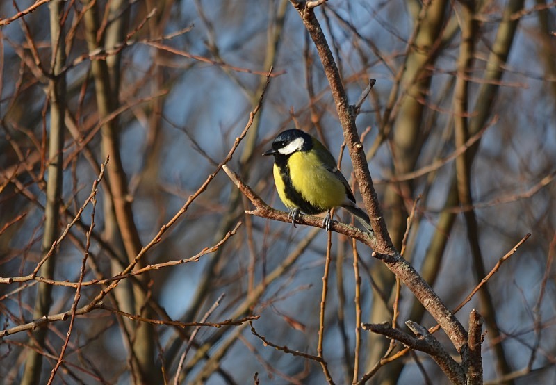 Great Tit - Tits