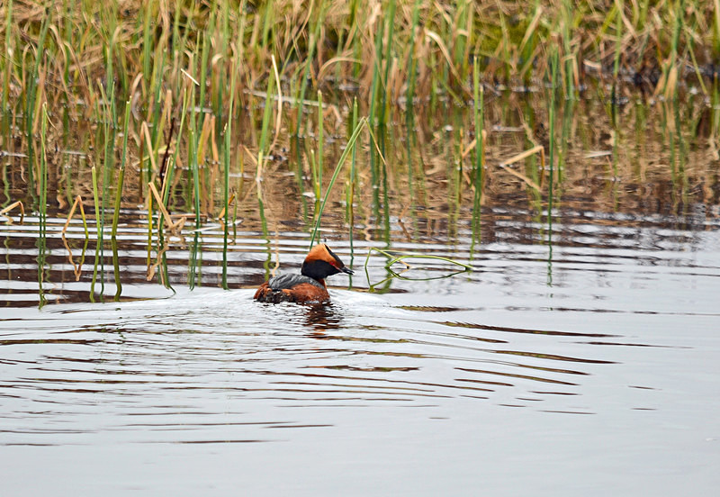 Slavonian Grebe - North east Iceland