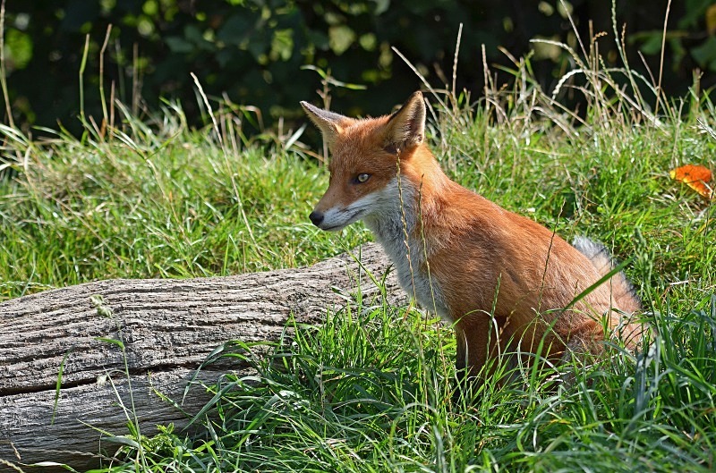 Red Fox - Red Fox
