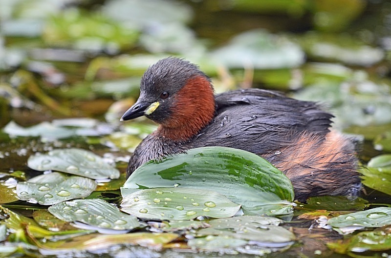 September 2011 - Little Grebe - Photos of the month