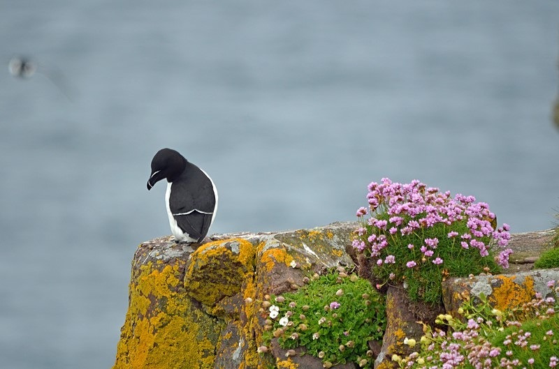 Razorbill - Auks