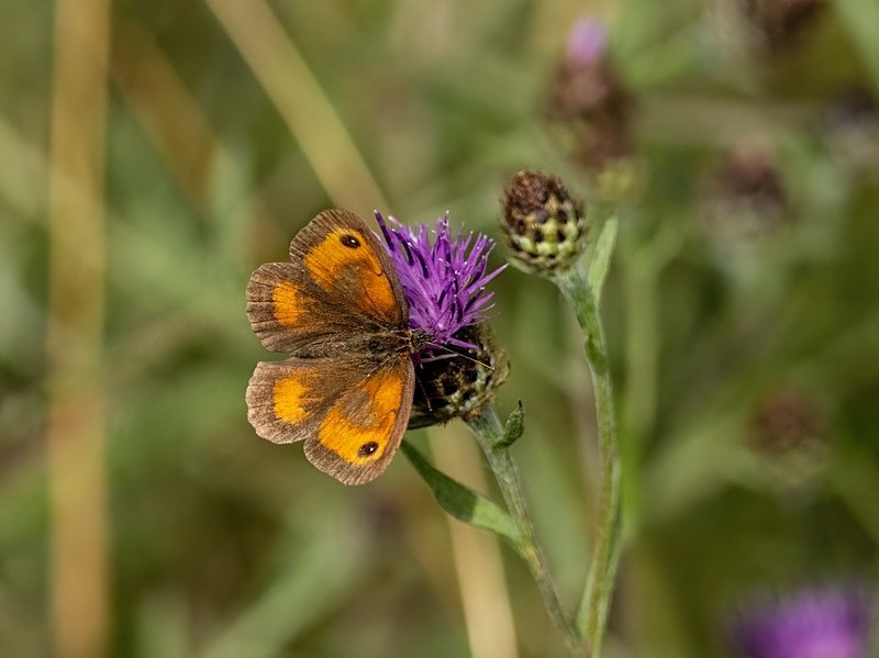 Gatekeeper - Butterflies