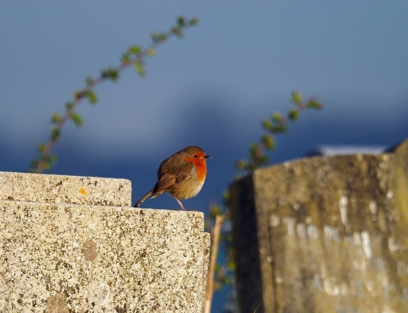 Robin - Robins