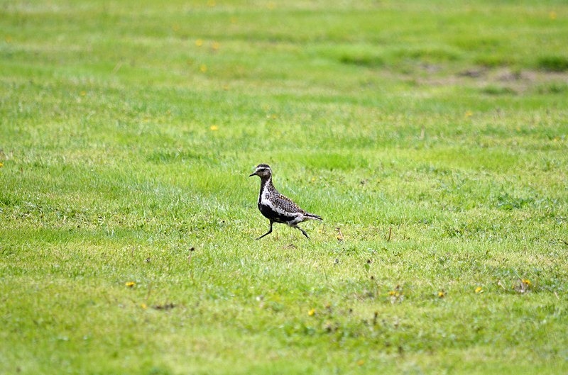 Golden Plover - North Norway