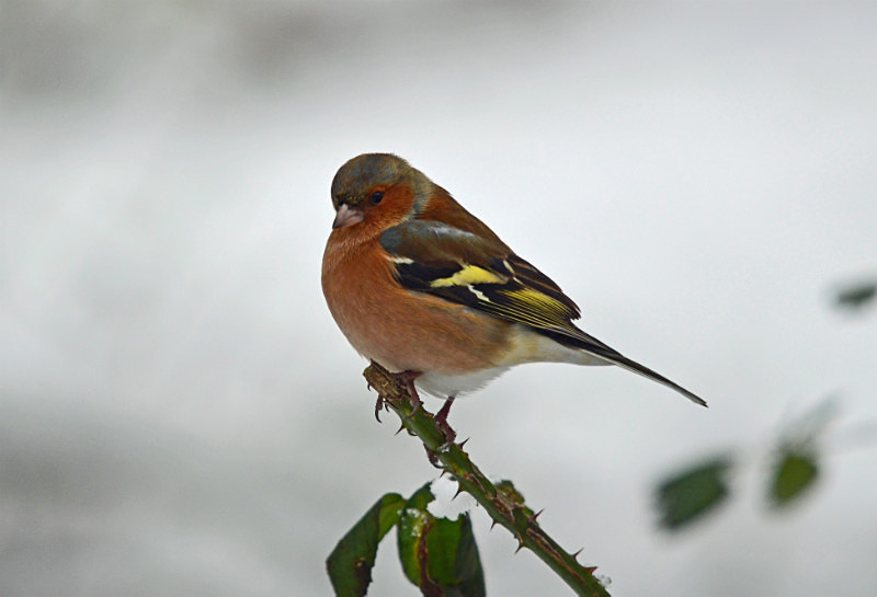 Chaffinch - Finches