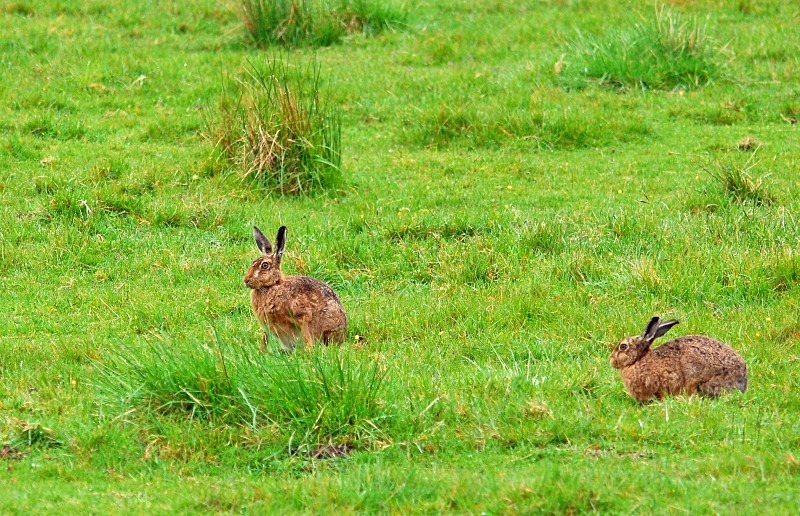 Brown Hares - Other mammals