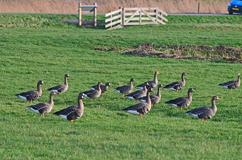 Greater (Russian) White-fronted Goose - Netherlands - December 2019
