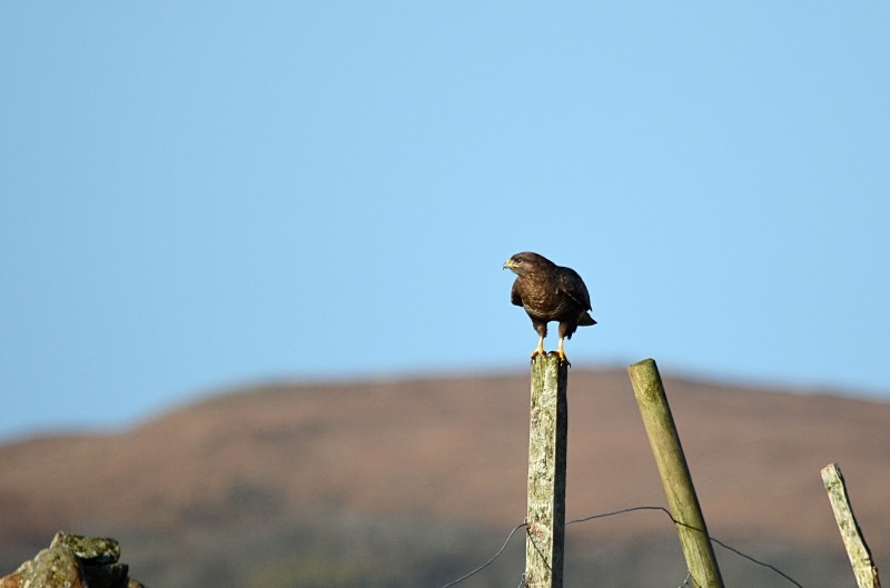 Common Buzzard - Birds of prey