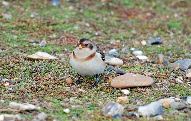 Snow Bunting - Buntings