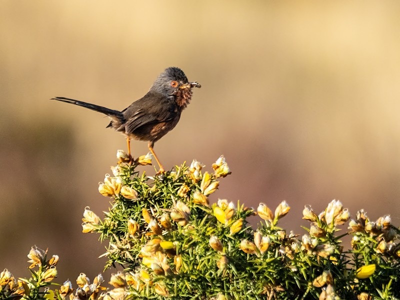Dartford Warbler - Warblers