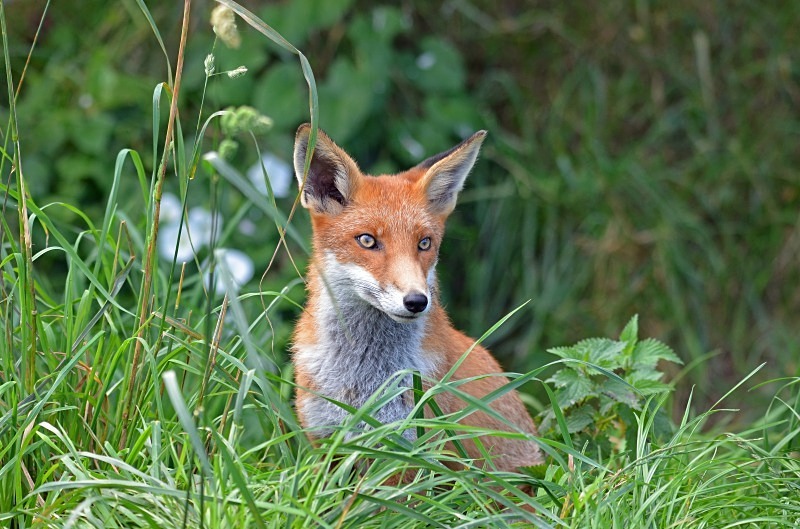 Red Fox - Red Fox