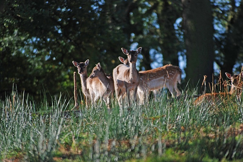 Fallow Deer - Fallow Deer