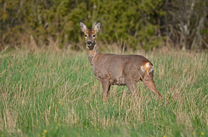Roe Deer - Estonia