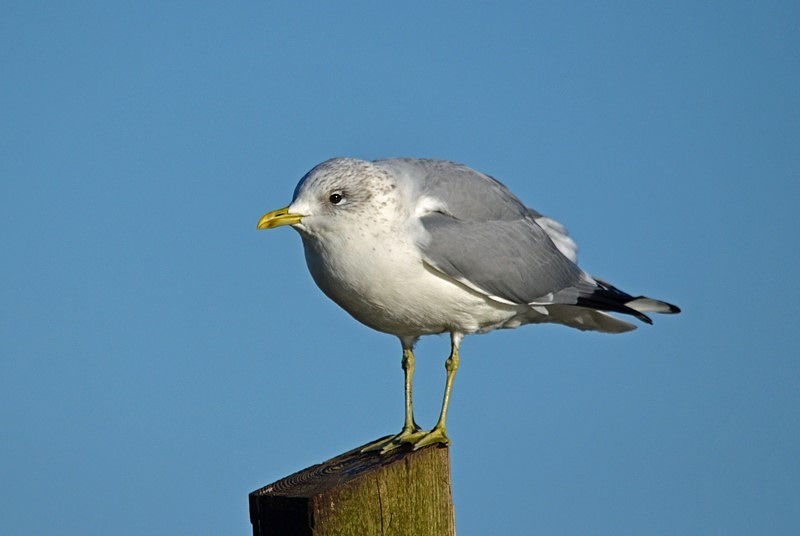 Common Gull - Gulls