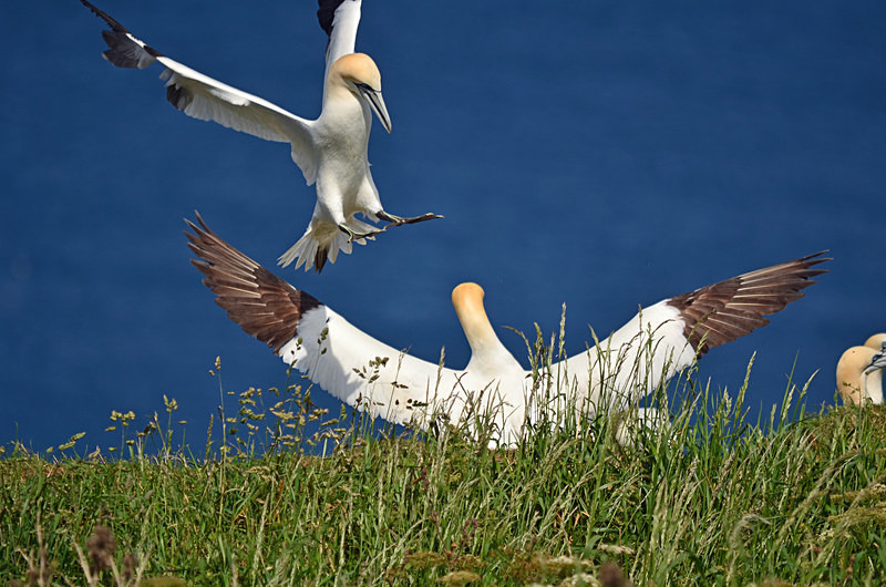 Gannets - Gannets