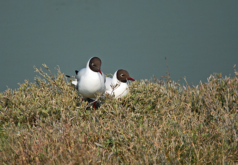 Black-headed Gulls - Gulls