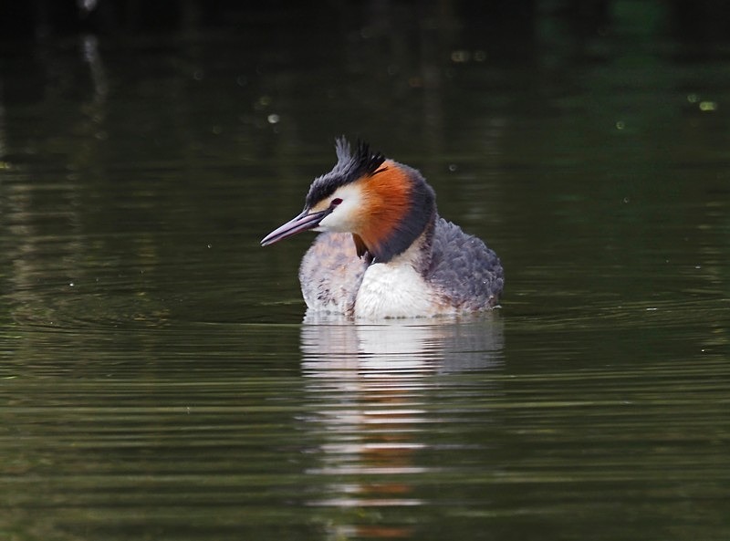 Great Crested Grebe - Grebes