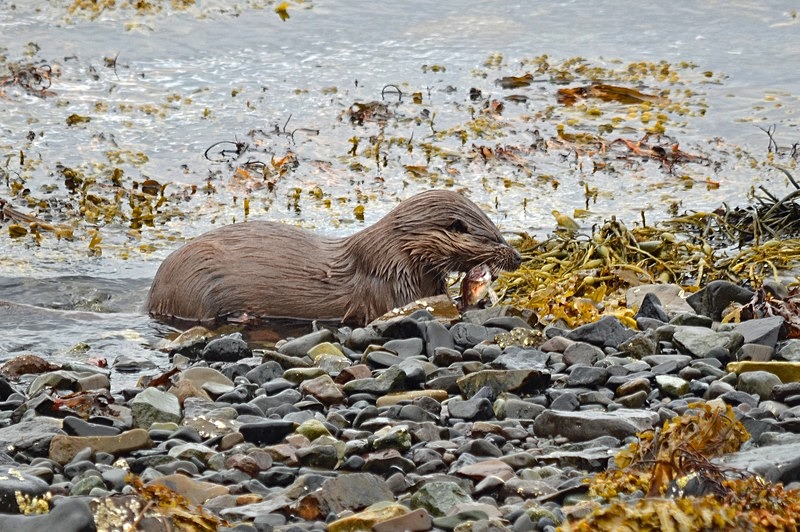 Otter - Otters