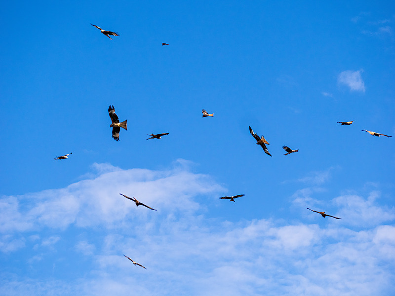 Red Kite - Latest photos