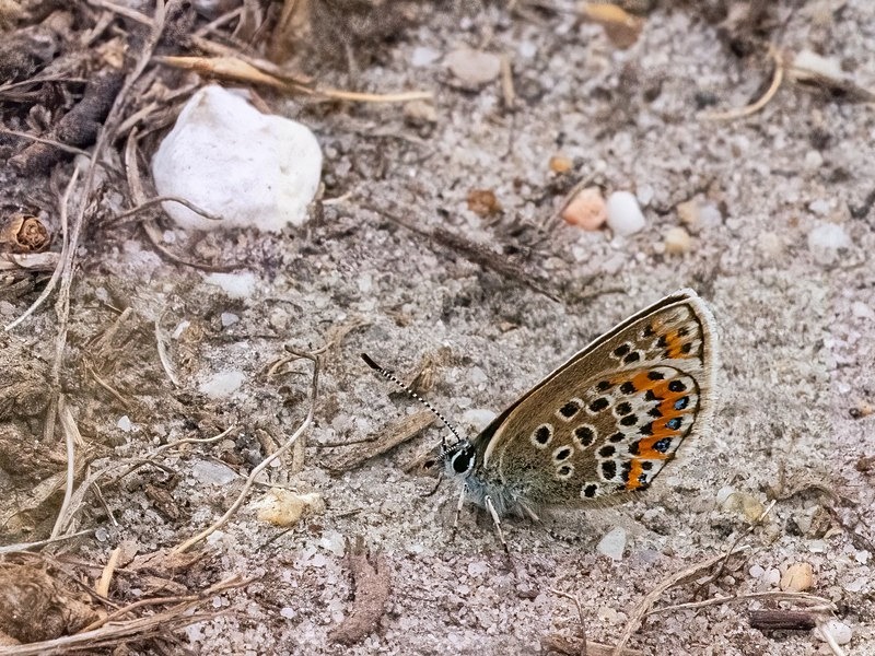 Silver-studded Blue - Butterflies