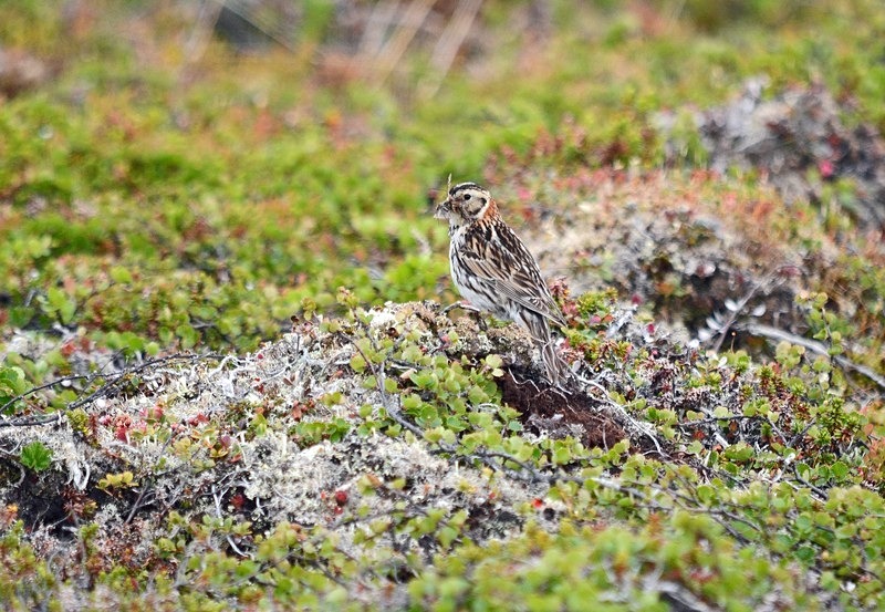 Lapland Bunting - North Norway