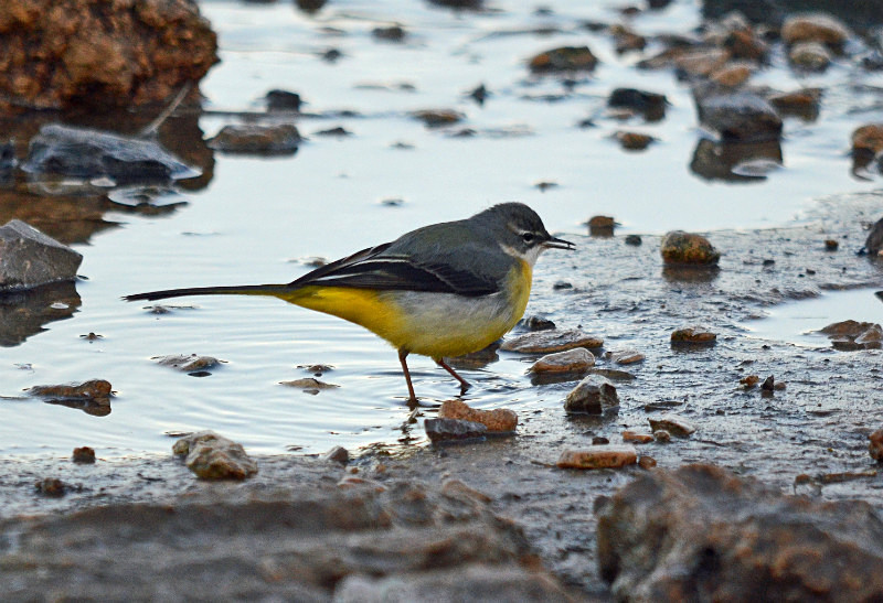 Grey Wagtail - Wagtails