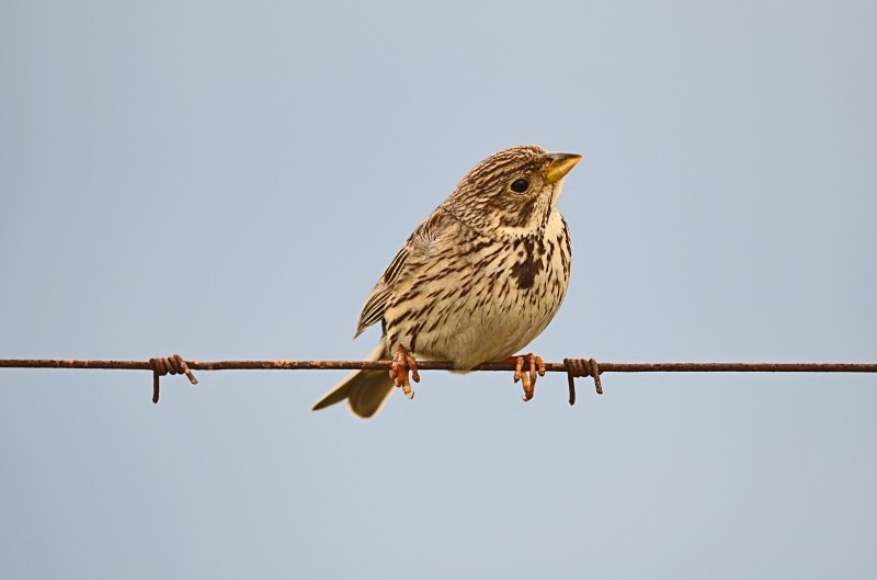 Corn Bunting - South and west Spain - April and May 2012