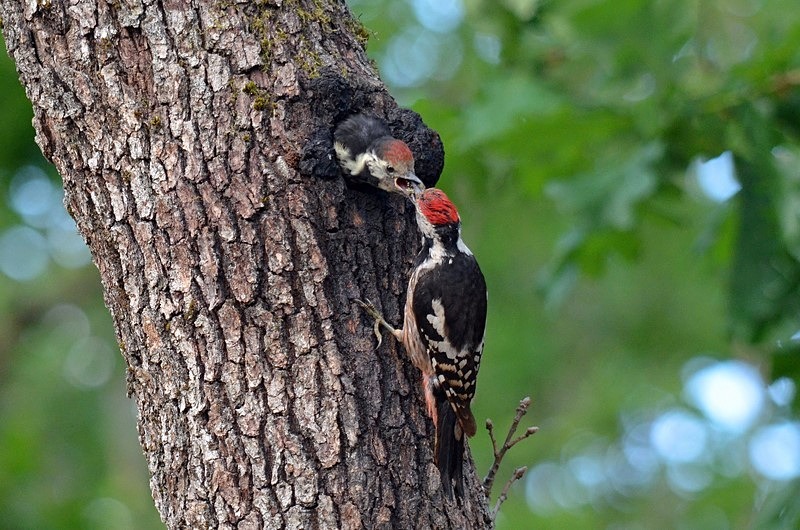 Middle Spotted Woodpeckers - Bulgaria