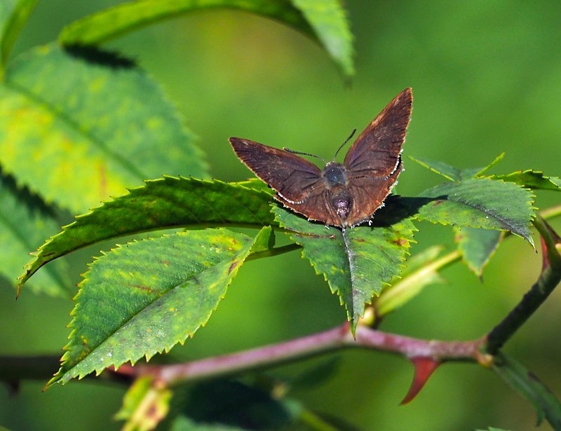 Purple Hairstreak - Butterflies