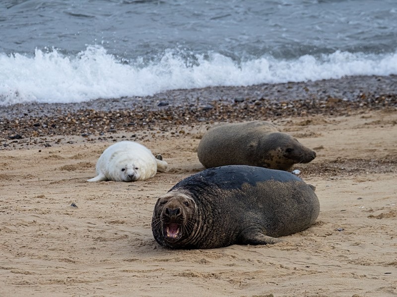 Atlantic Grey Seal - Atlantic Grey Seals