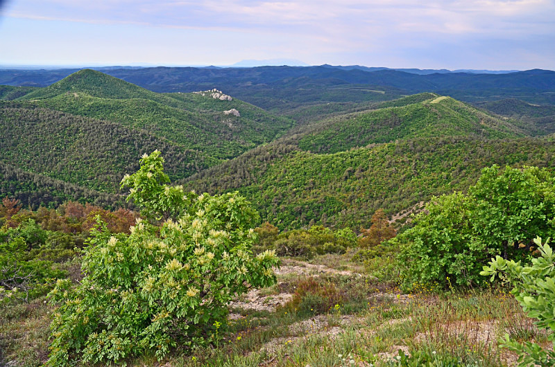 Dadia-Lefkimi-Soufli Forest, East Macedonia and Thrace, Greece - East Macedonia and Thrace