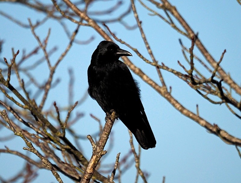 Carrion Crow - Crows