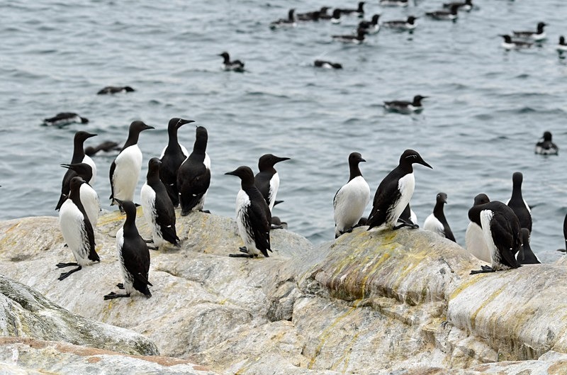 Common Guillemots - North Norway