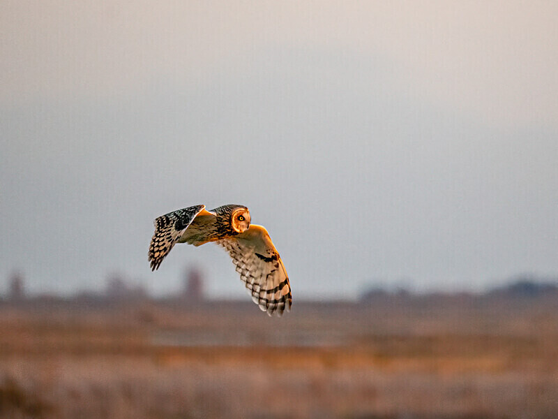 Short-eared Owl - Latest photos