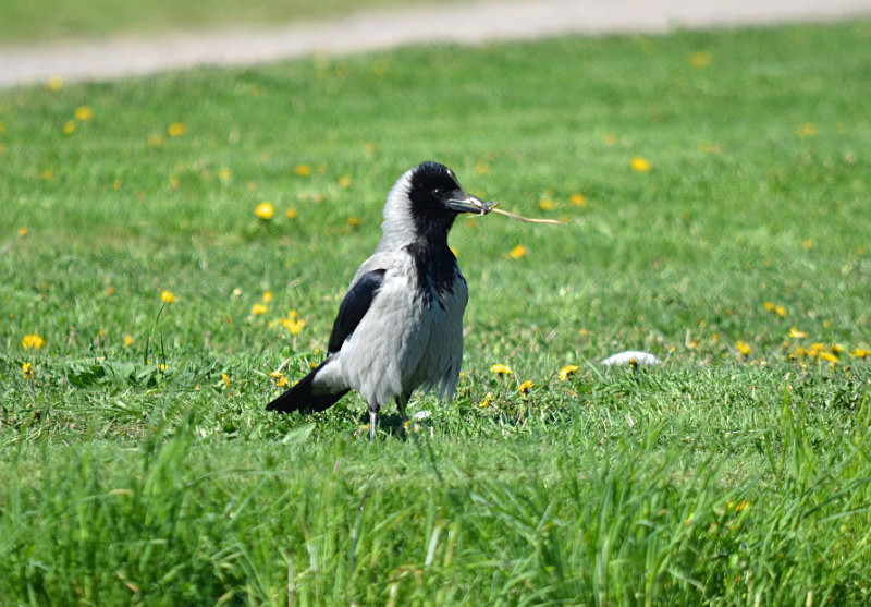 Hooded Crow - Estonia