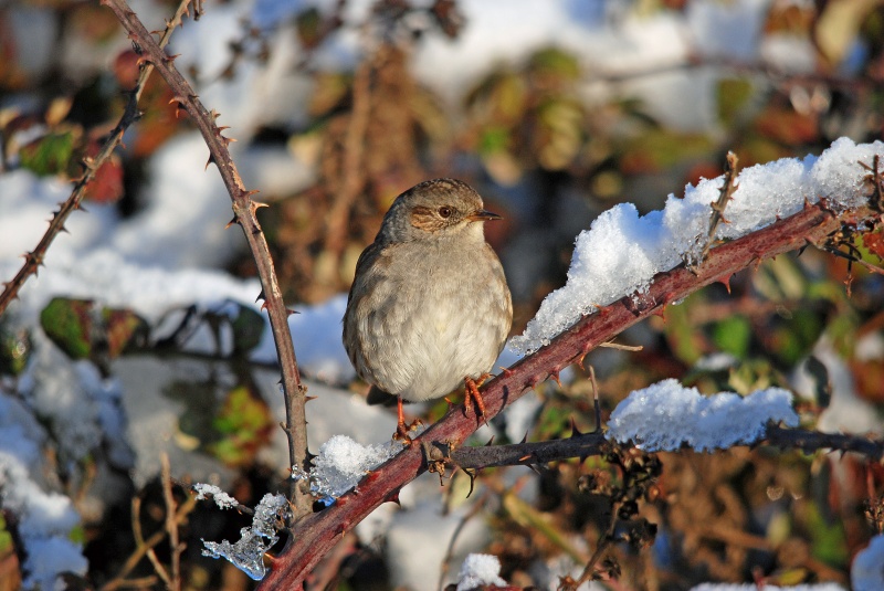 Dunnock - Dunnocks