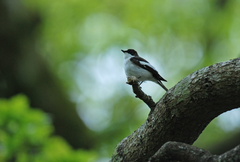 Pied Flycatcher - Flycatchers