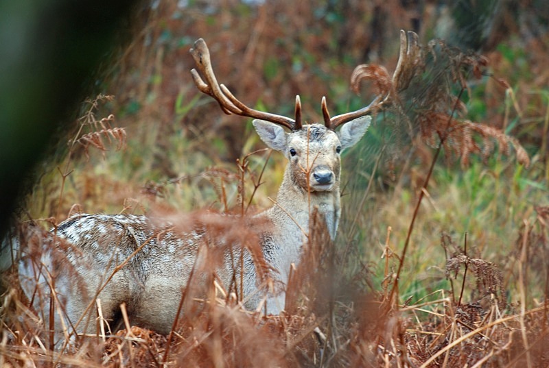 Fallow Deer - Fallow Deer