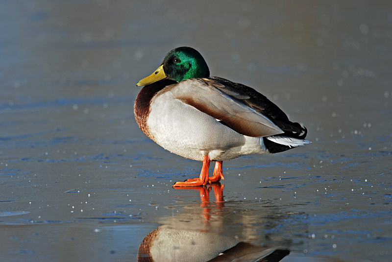 Mallard - Dabbling ducks