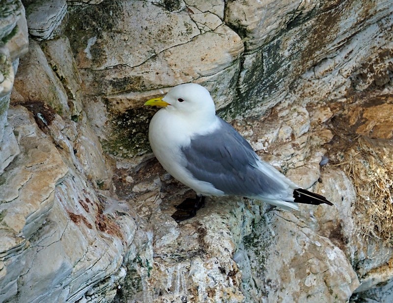 Kittiwake - Gulls